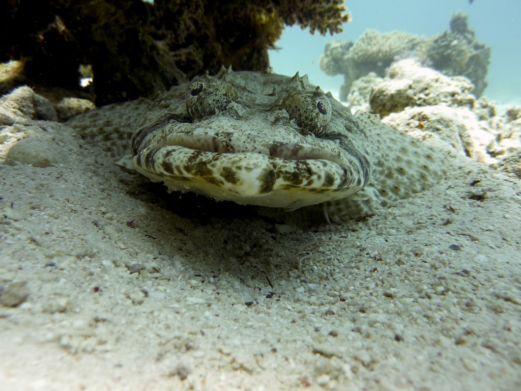 Teppich Krokodilfisch