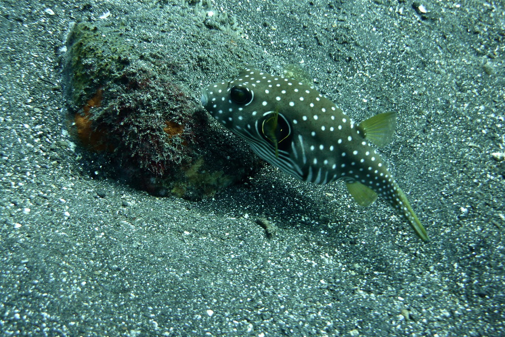 kugelfisch