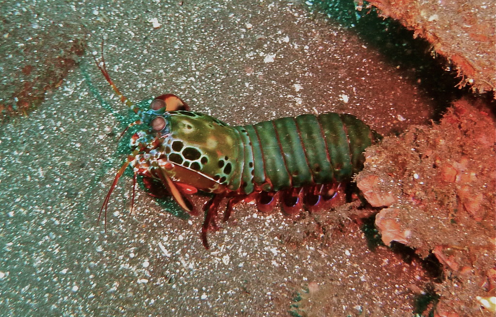 Fangschreckenkrebs