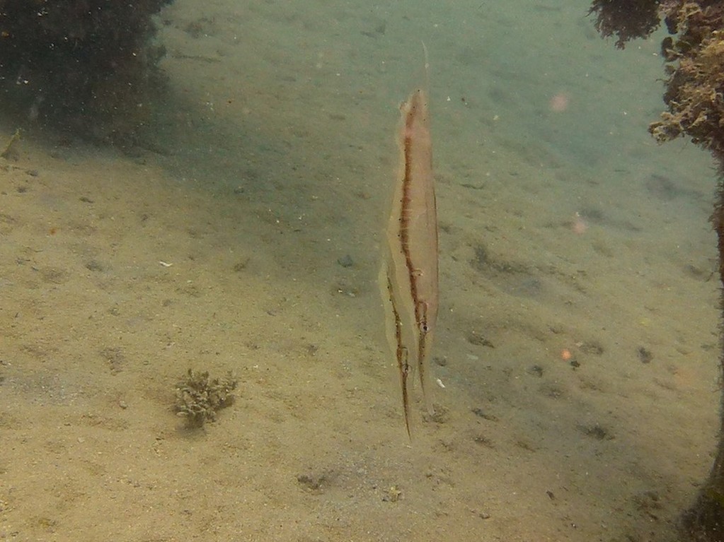 Gepunkteter Schnepfenmesserfisch ( Spotted shrimpfish )