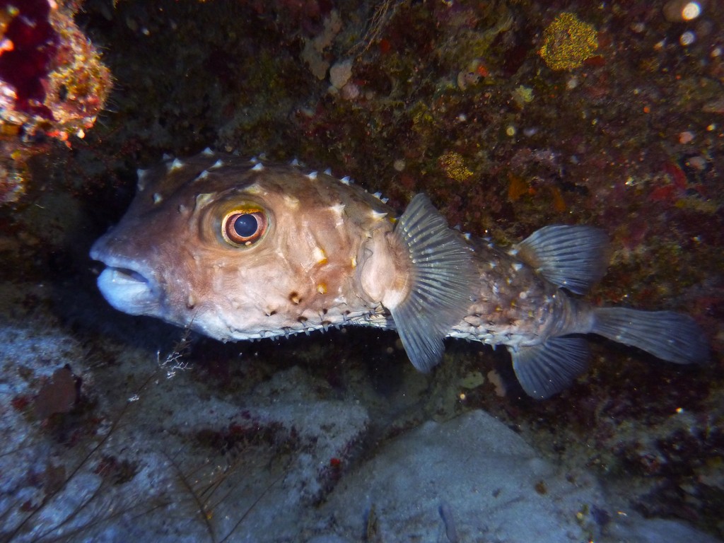 Gelbflecken Igelfisch