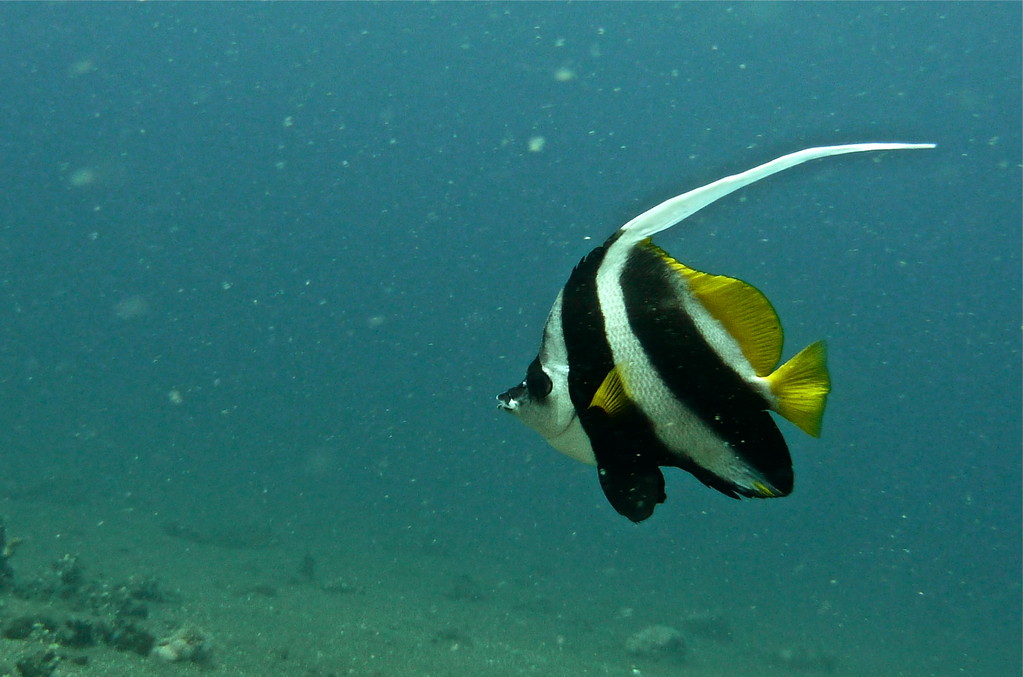 Wimpelfisch