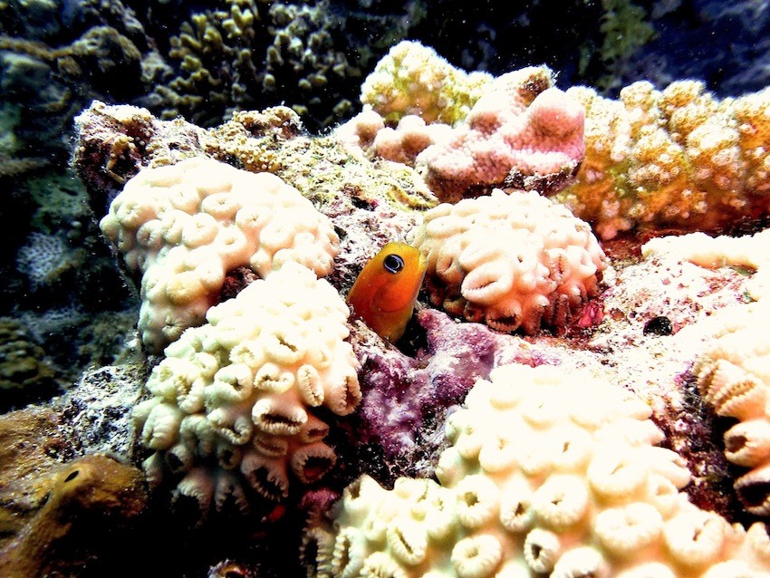 Schleimfisch ( blenny )