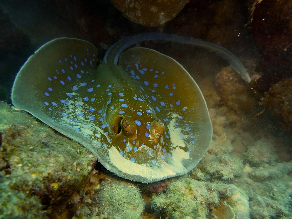 Blaupunkt - Stechrochen ( Bluespotted stingray )