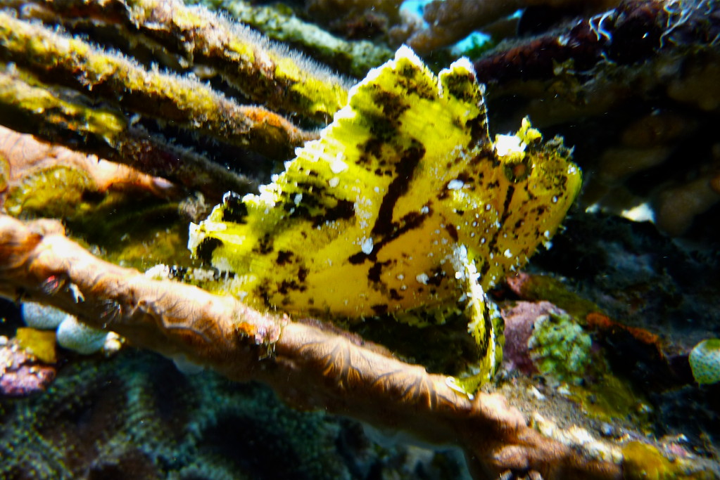gelber Schaukelfisch