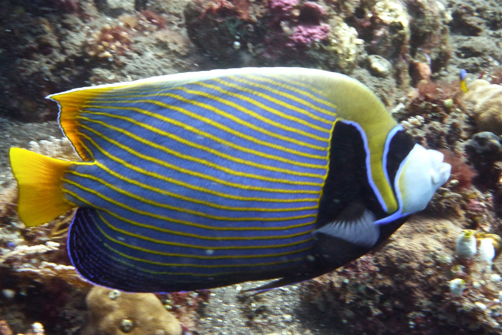 Imperator-Kaiserfisch