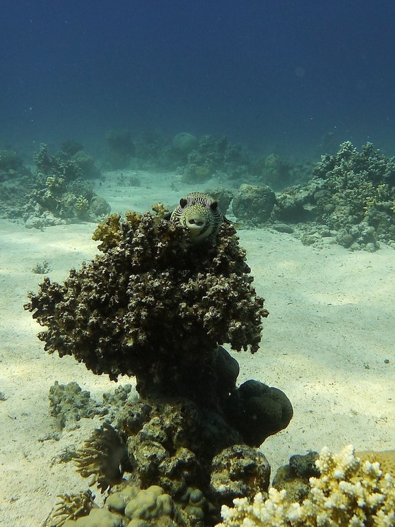 Riesen - Kugelfisch ( Giant puffer )