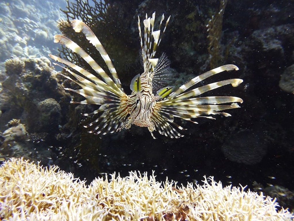 Gewöhnlicher Rotfeuerfisch ( Common lionfish )
