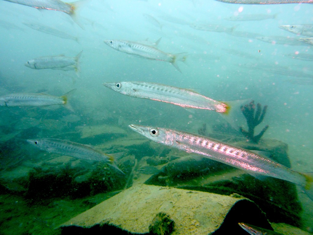Barracuda