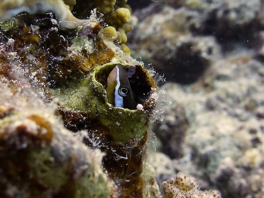 Piano - Säbelzahn - Schleimfisch ( Scale-eating-sabretooth blenny )