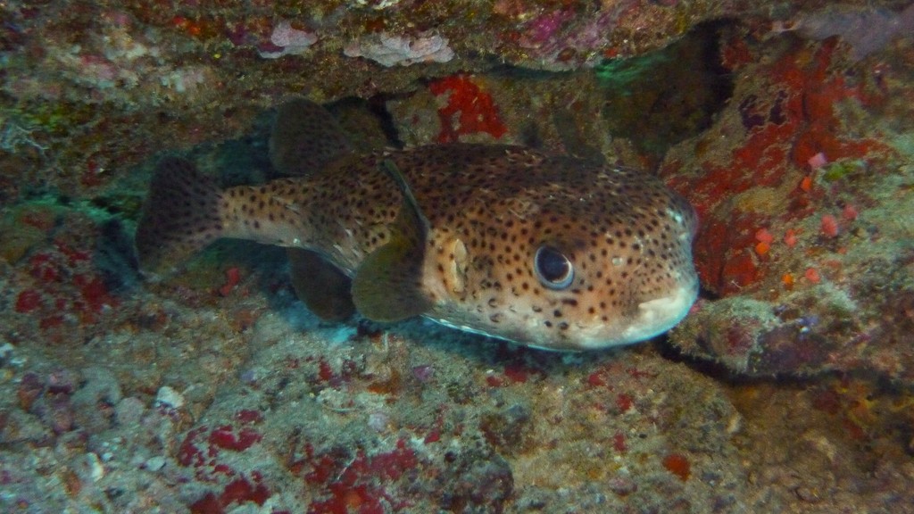 Schwarzfleck - Igelfisch
