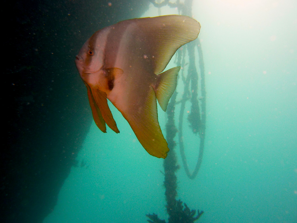 Juveliner Rundkopf Fledermausfisch