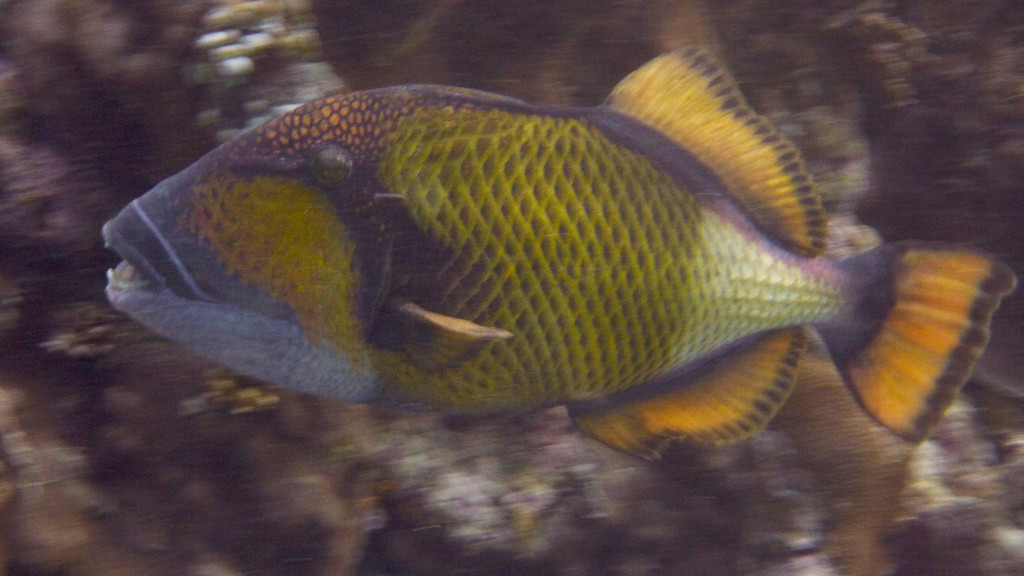 Riesen - Drückerfisch