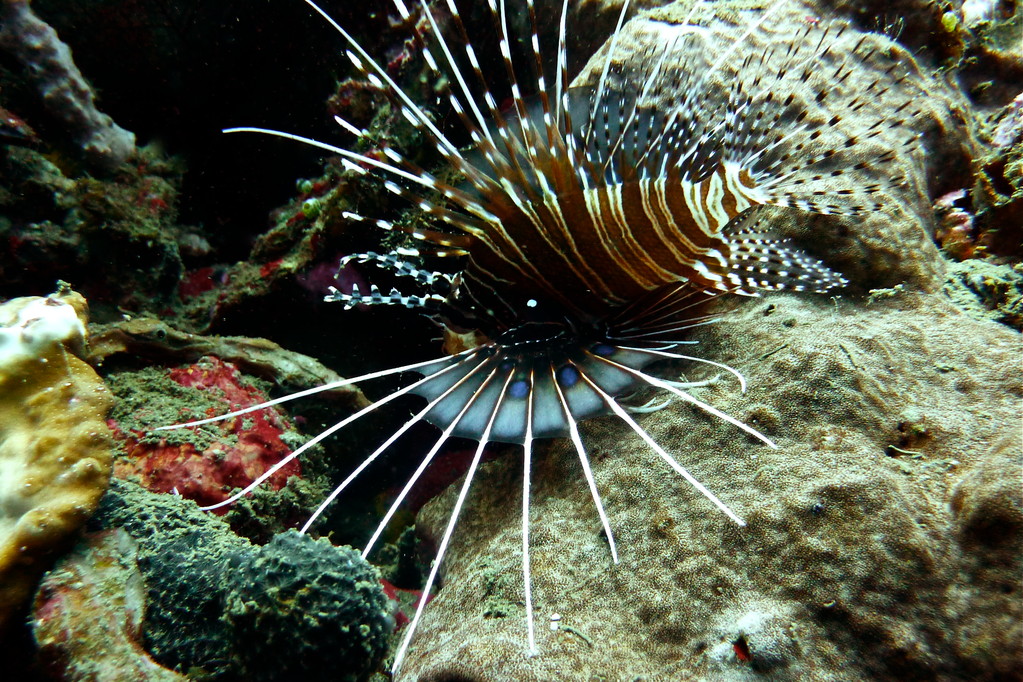 Strahlen Feuerfisch