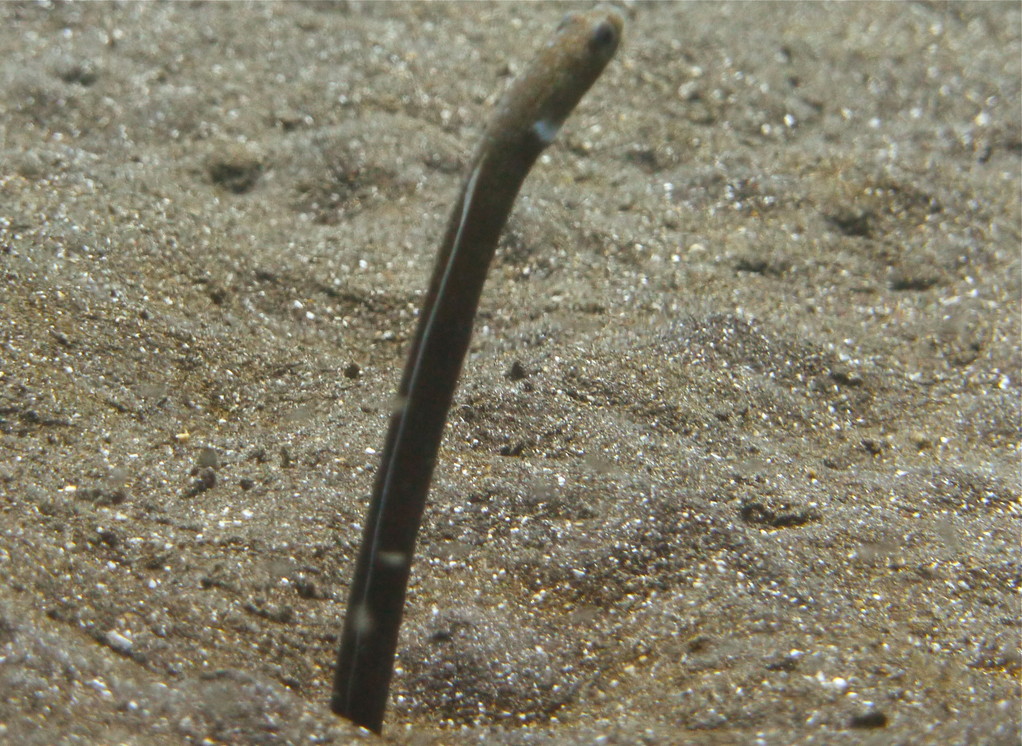 Sandaal