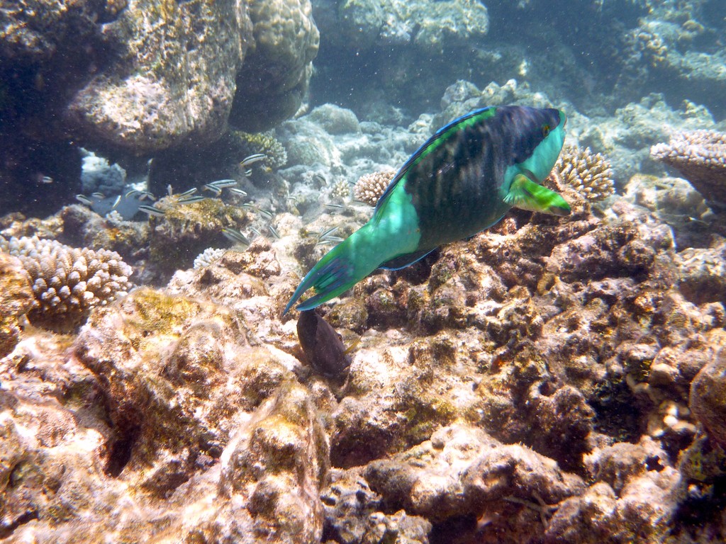 Papageifisch