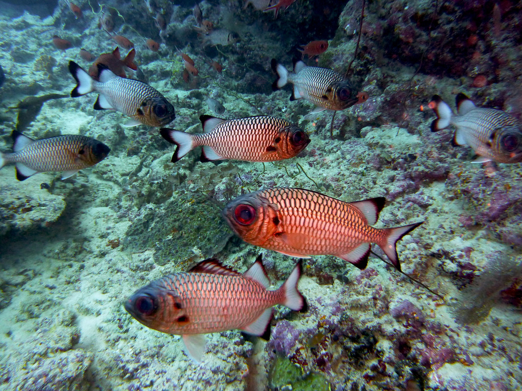 Schwarzbinden - Soldatenfisch