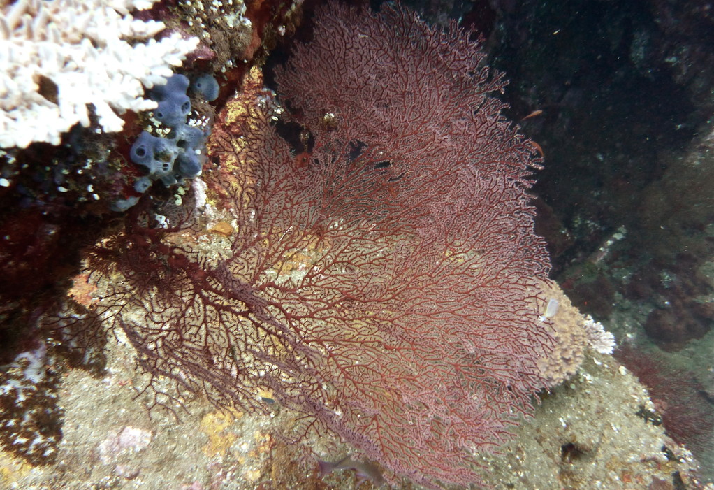 Fächergorgonie