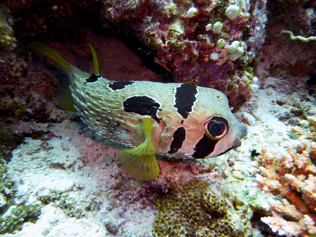 Masken - Igelfisch