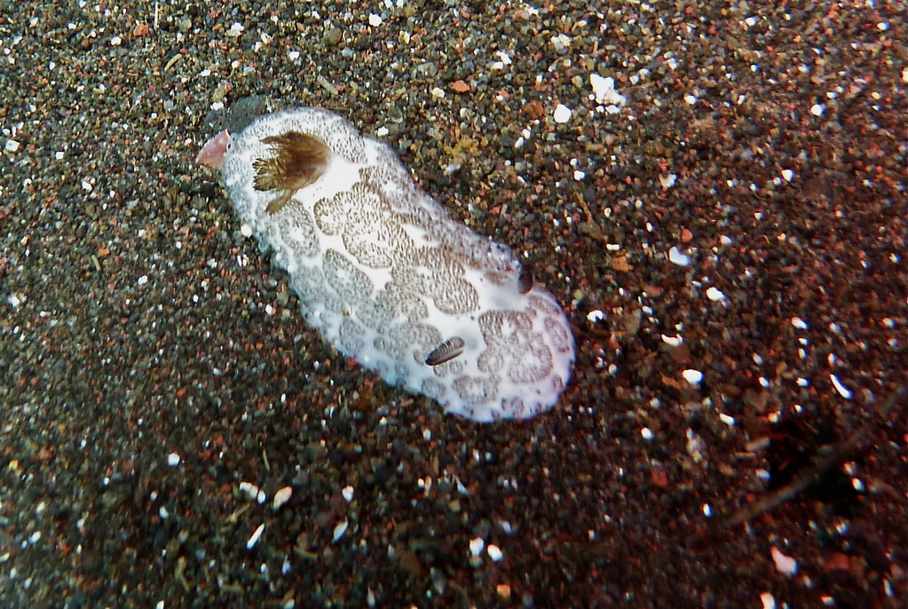 Nacktschnecke