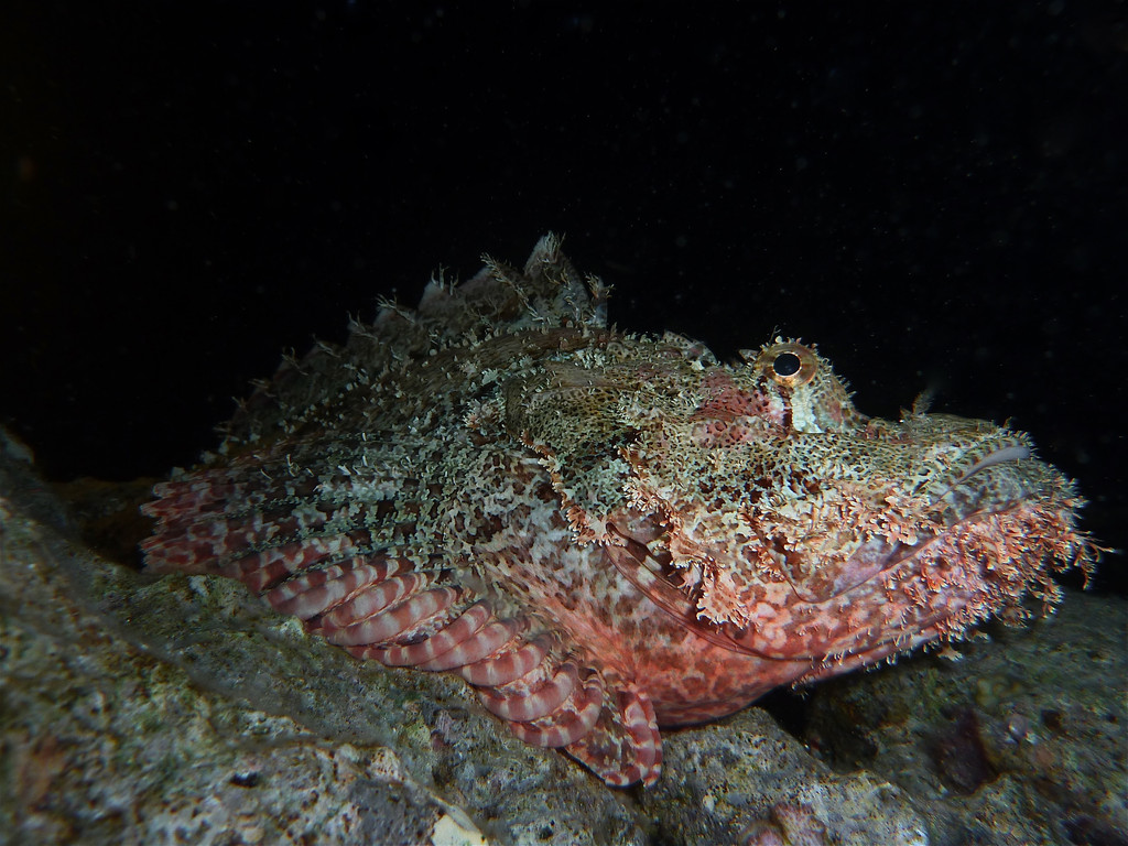Flacher Drachenkopf