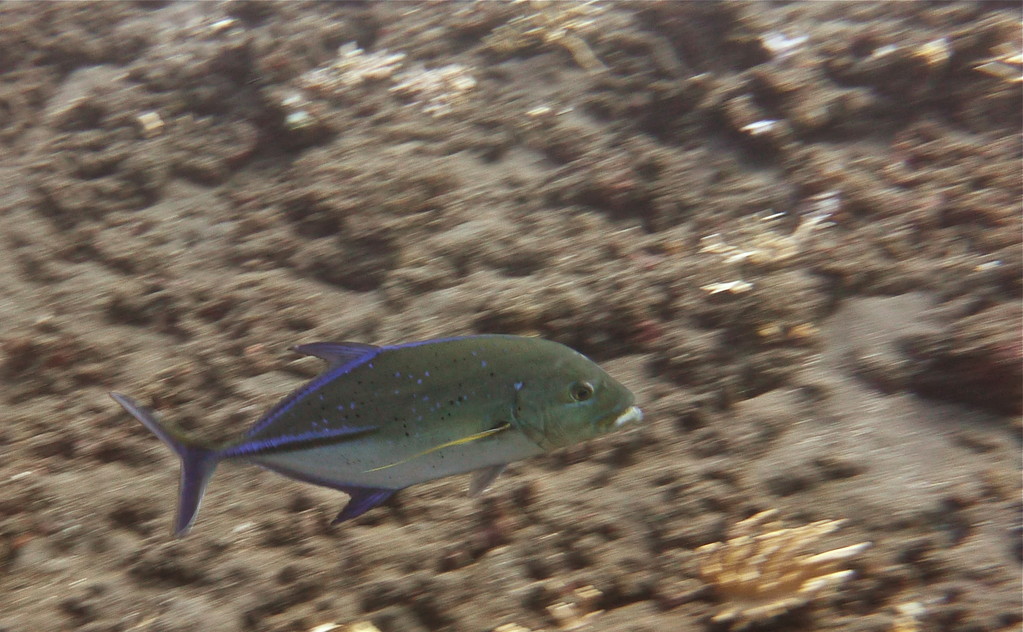 Stachelmakrele