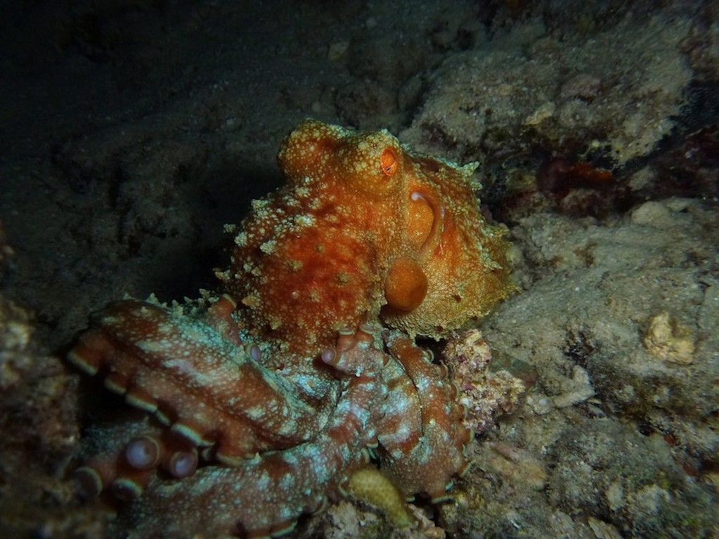 roter Krake ( Red big octopus )