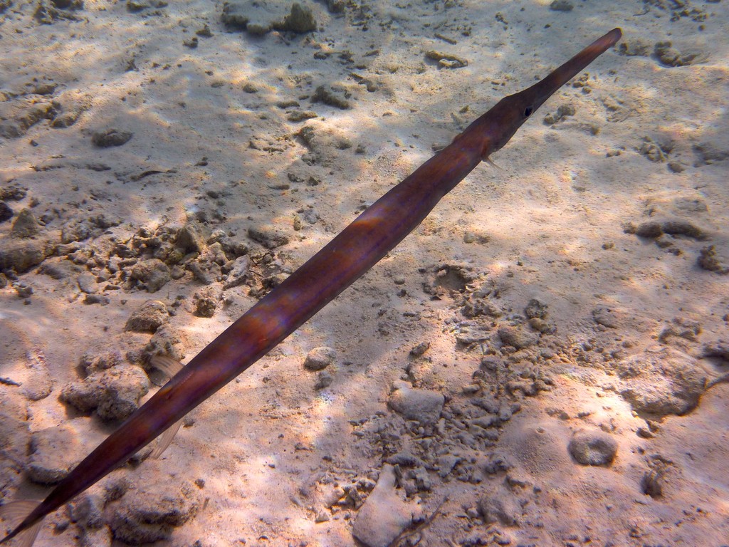 Flötenfisch