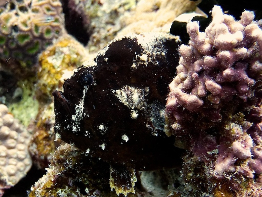 Sommersprossen - Anglerfisch ( Freckled anglerfish )