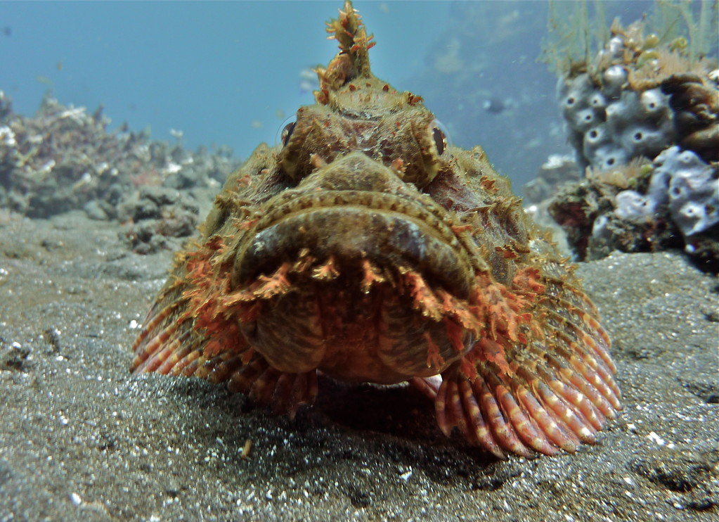 bärtiger Drachenkopf