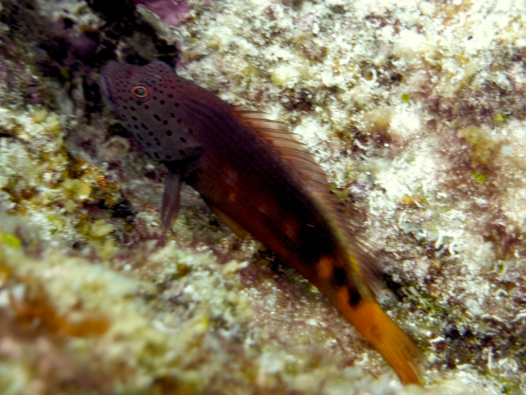 Forsters-Büschelbarsch Jungfisch