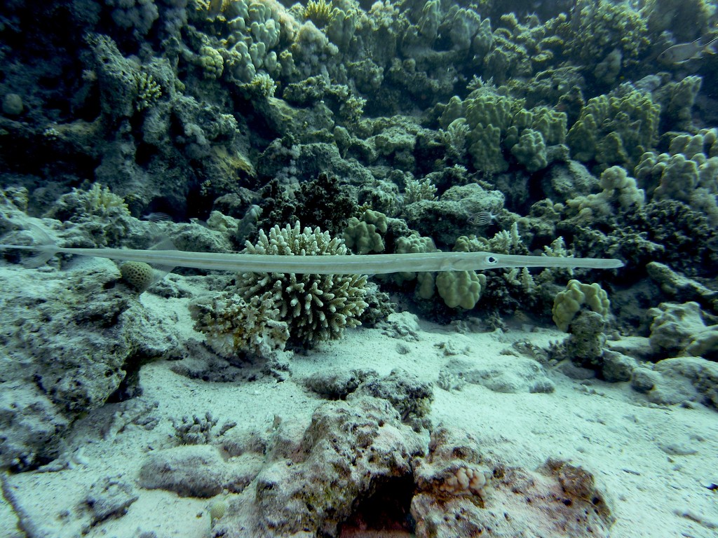 Flötenfisch