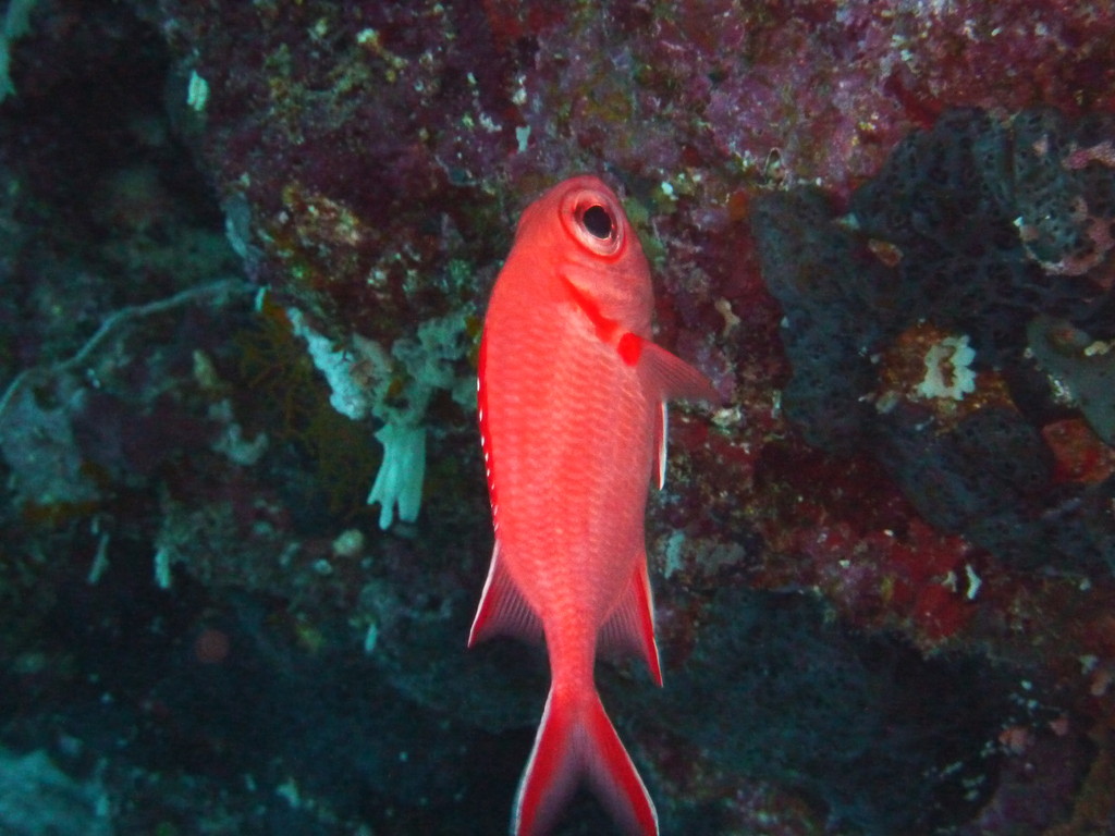 Weisspitzen - Soldatenfisch