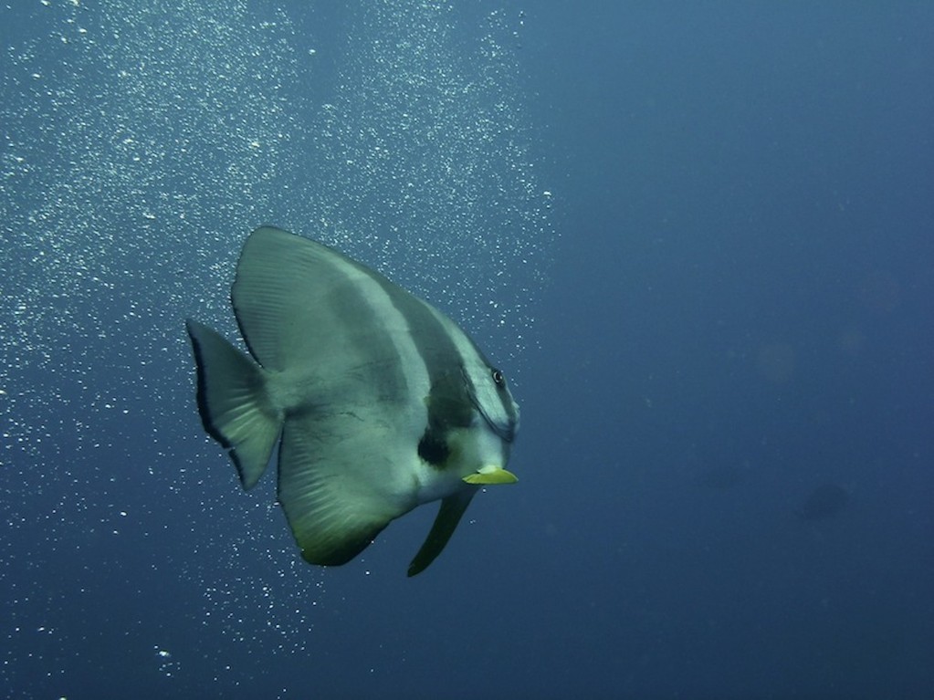 Rundkopf - Fledermausfisch ( Circular batfish )