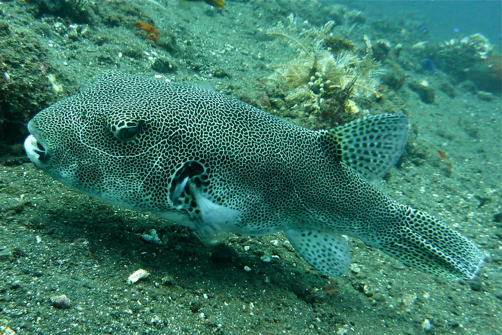 Riesenkugelfisch