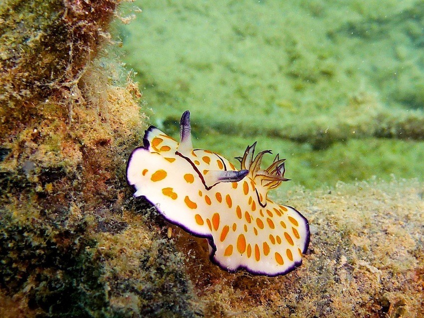 Ring - Chromodoris ( Ringed chromodoris )