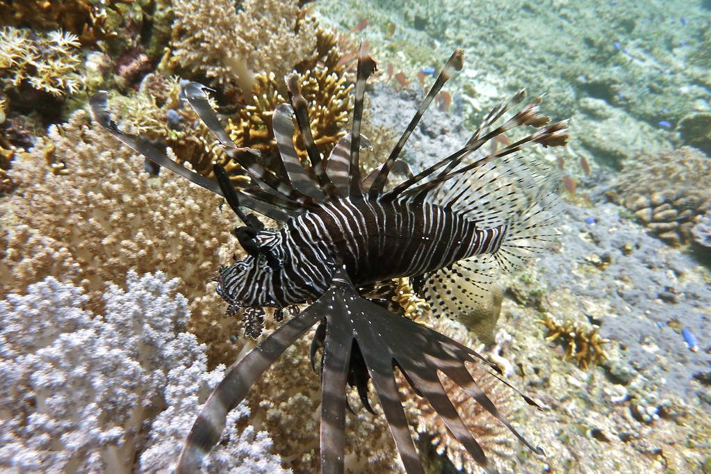 Rotfeuerfisch
