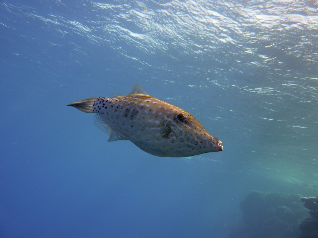 Schrift-Feilenfisch