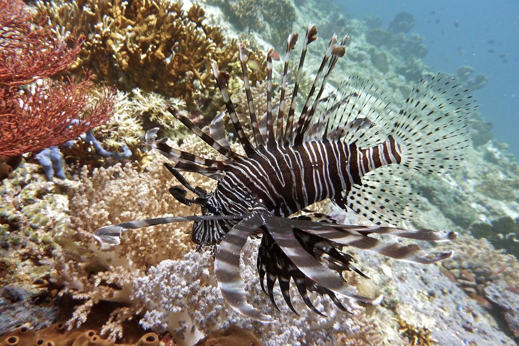Rotfeuerfisch