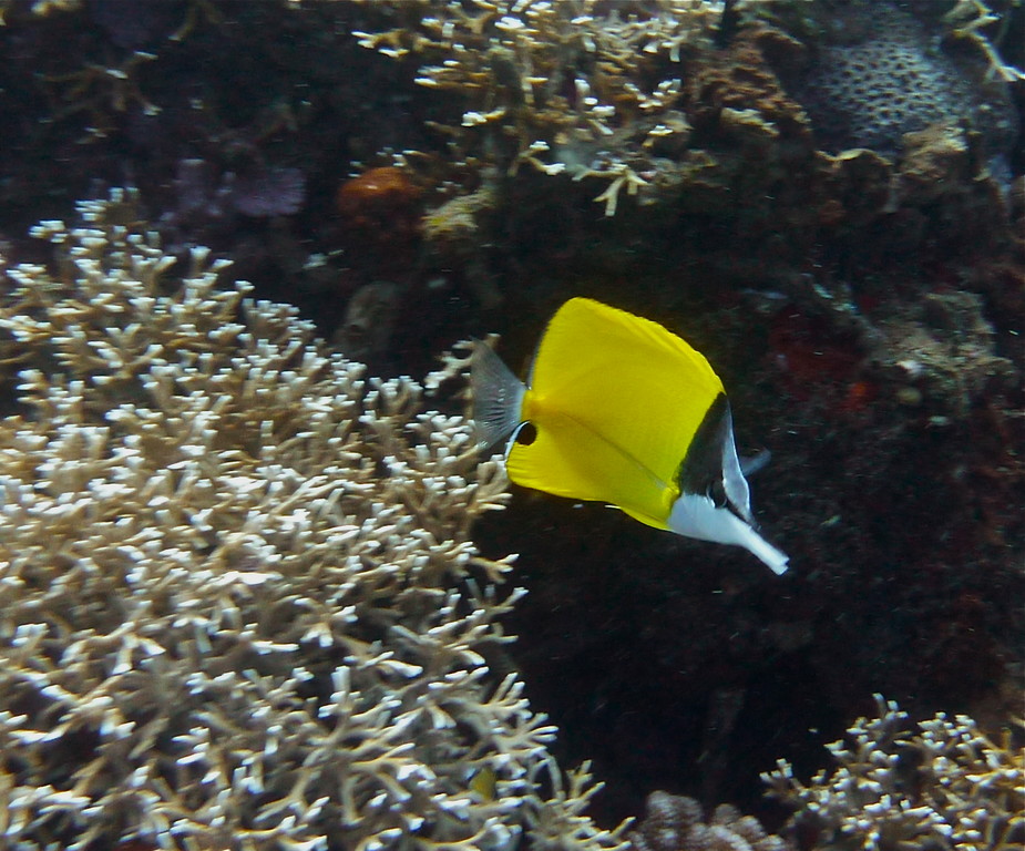 Falterfisch