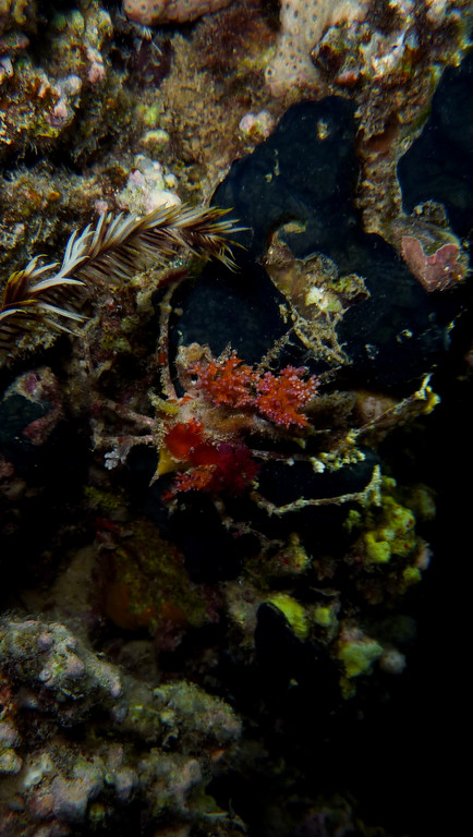 Gabel Spinnenkrabbe