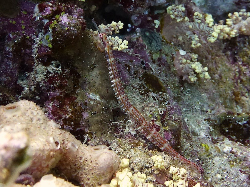 Schwarzbrust - Seenadel ( Blackbreasted pipefish )