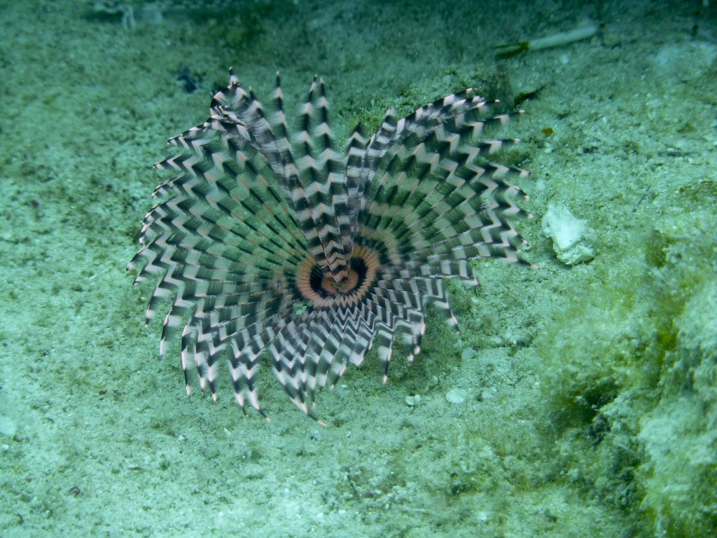 Gebänderter Röhrenwurm