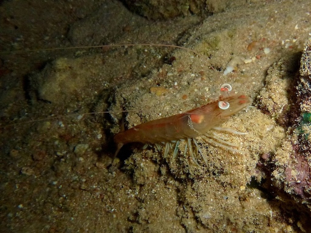 Ägyptische Geißelgarnele ( Egyptian tiger prawn )