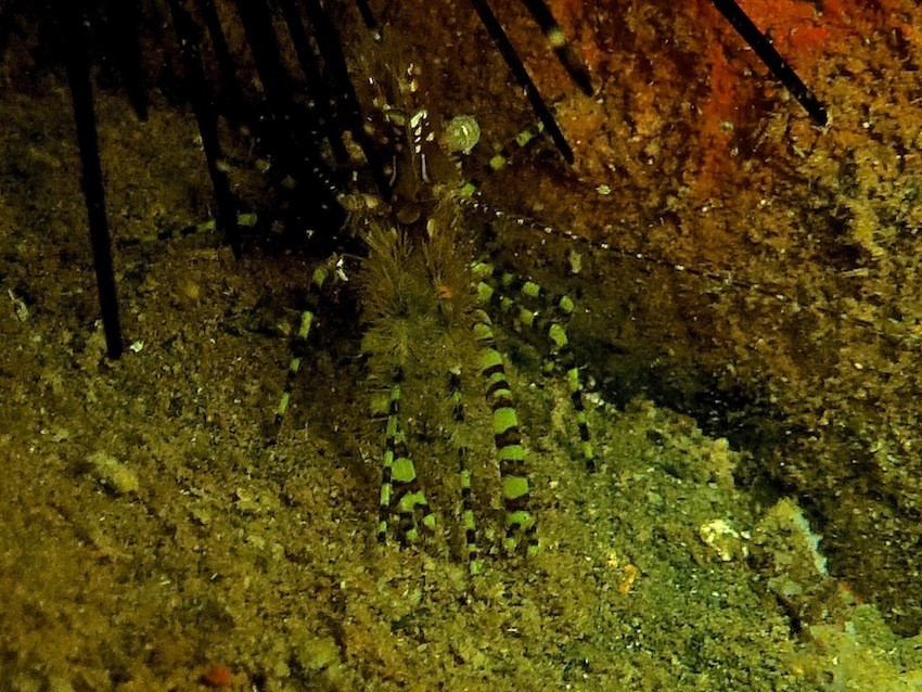 Marmorgarnele ( Marble shrimp )