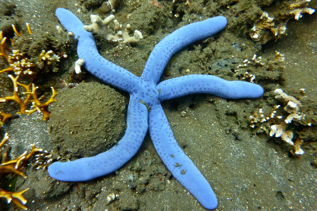 blauer Seestern
