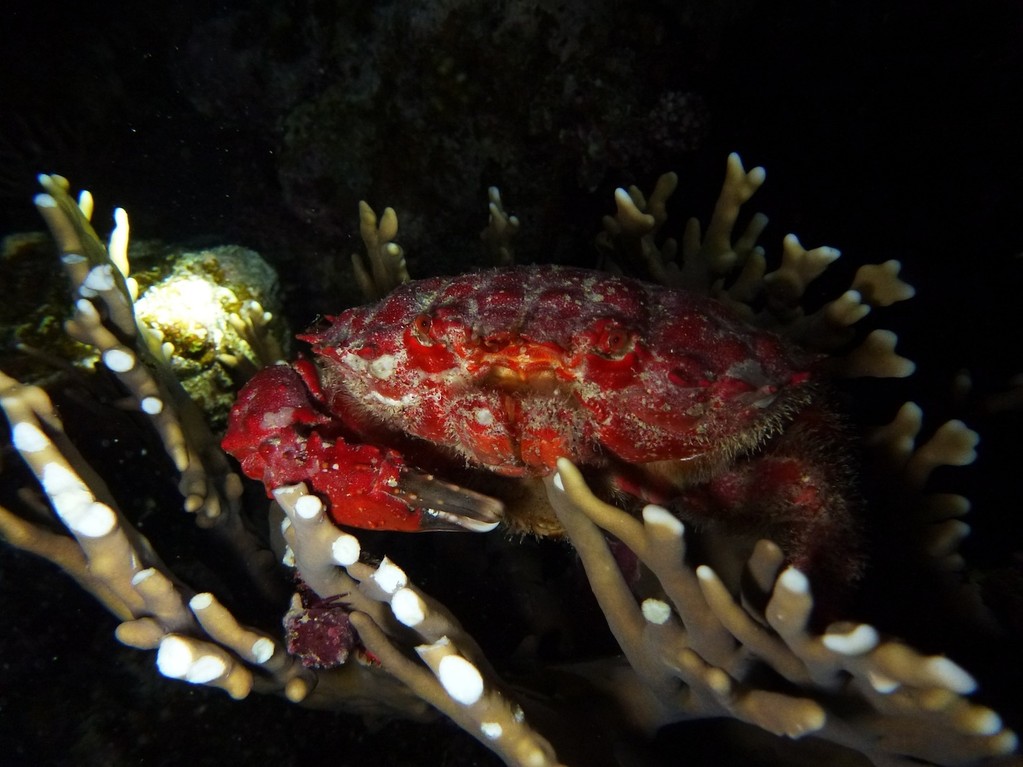 Glanz - Rundkrabbe ( Variable coral crab )