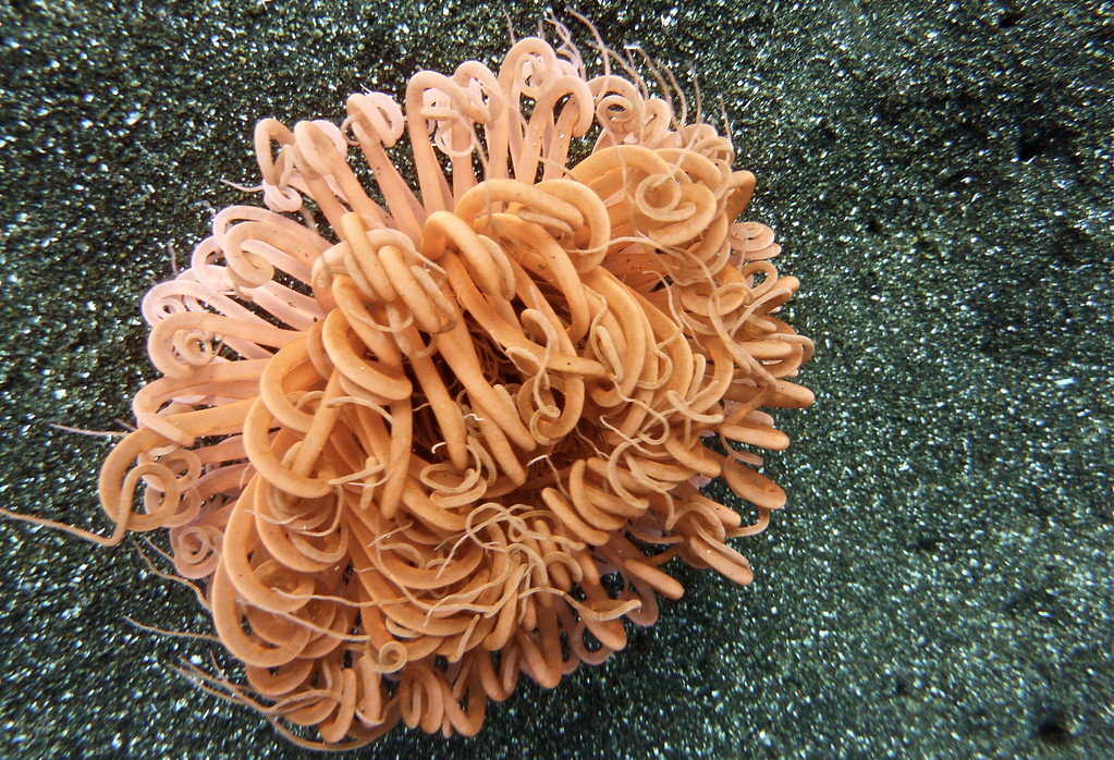 anemone
