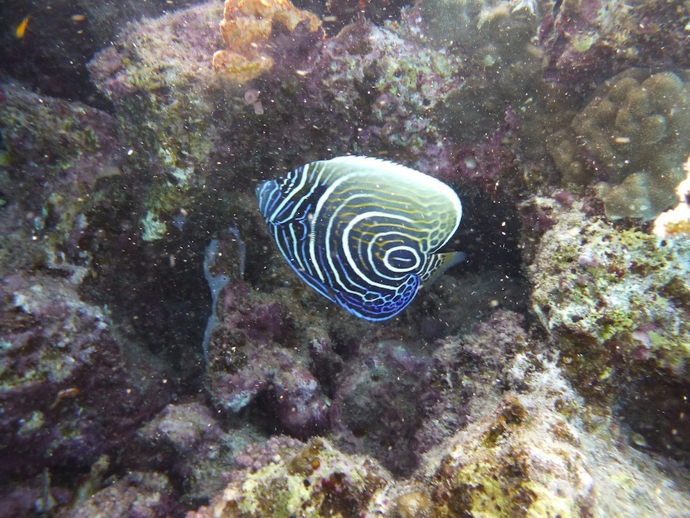 Juveniler Imperator - Kaiserfisch ( Young Emperor angelfish )