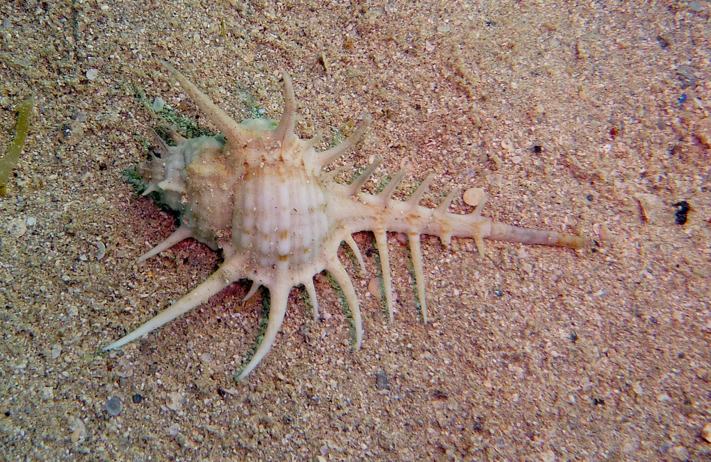 Kamm-Stachelschnecke
